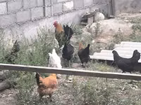 Chickens — รูปภาพ 8