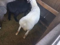 公羊, Sheep — 照片 2