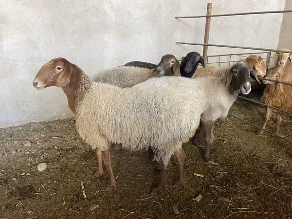 母羊, Sheep