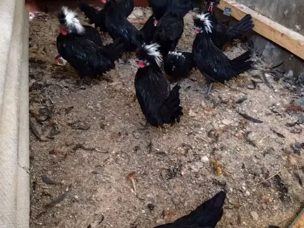 Chickens — Armenia