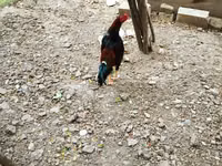 Chickens — foto 3