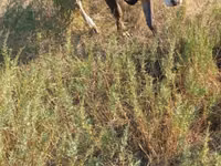 ወንድ በሬ, Cattle — ፎቶ 2