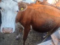 Vache, Latvian Blue cattle — photo 4
