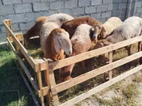 Sheep, Arashan sheep — photo 2