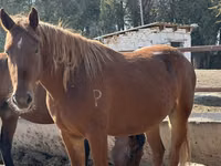 گھوڑی, Arabian horse — تصویر 8