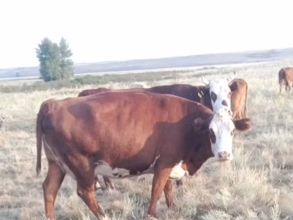 Cow, Kazakh White-headed cow — Kazakhstan