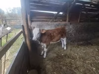母牛, Simmental cattle — 照片 4