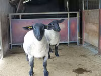Модагӯсфанд, White Suffolk sheep — акс 1