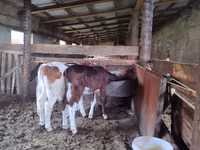 Cow, Russian Black pied cattle — photo 2
