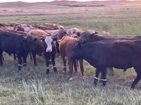 Bull, Auliekol breed — photo 3