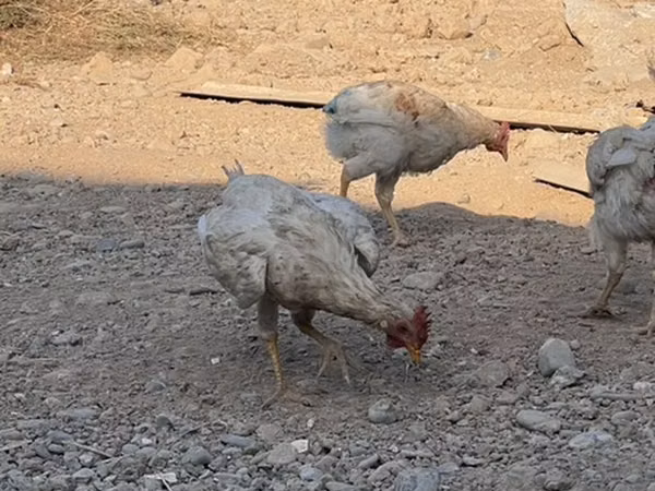 Chickens — Kyrgyzstan
