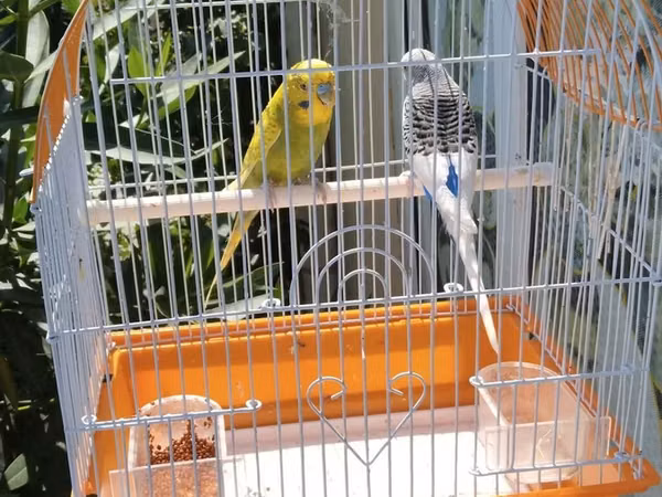 Watsap elaqe qwfes qarisiq 45 cutler Bülbül qəfəsi və 2 dalğıç (büdcə