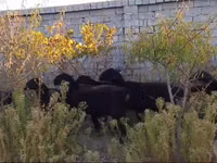 Sheep, Hissar sheep — photo 6