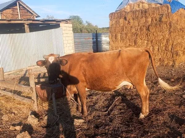 Mucca, Bovini — Azerbaigian