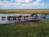 Horses (batch, sex not specified), Horses — photo 1