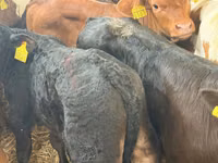 গবাদি পশু (দল, লিঙ্গ উল্লেখ নেই), Simmental cattle — ছবি 5