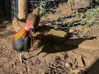 Danish hen — photo 3