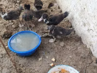 Domestic Muscovy — photo 6