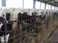 Býk, Russian Black pied cattle — foto 5