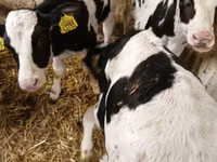 Stier, Holsteinras — foto 1