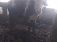 सांड, Simmental cattle — फ़ोटो 1