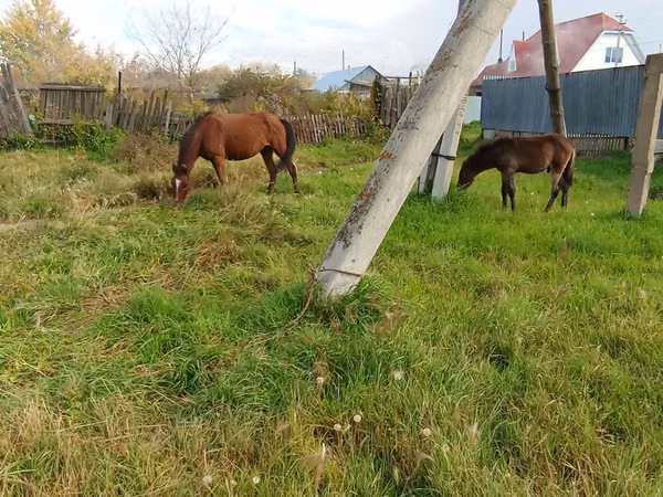 Mare, Horses