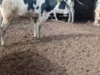Stier, Russian Black pied cattle — foto 3