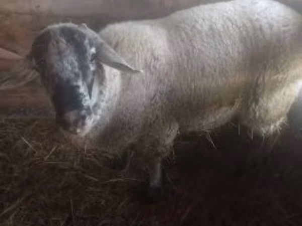 Vædder, White Suffolk sheep