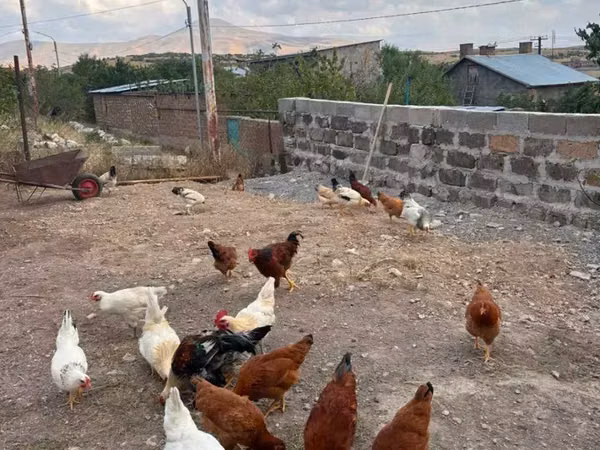 Chickens — Armenia