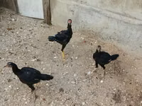 Chickens — عکس 2