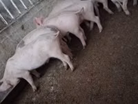 Pigs (batch, sex not specified) — photo 4