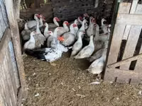 Ducks — photo 1