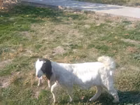 Echki, Nubian Goat — 3-rasm