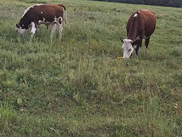 Cow, Simmental cattle — Kazakhstan
