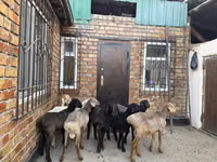 Sheep, Rhon sheep — photo 2