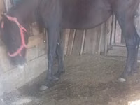 Kuda betina, Horses — foto 1