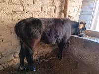 Cow, Cattle — photo 1