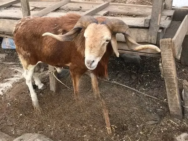 Кочкор, Койлор — Гана