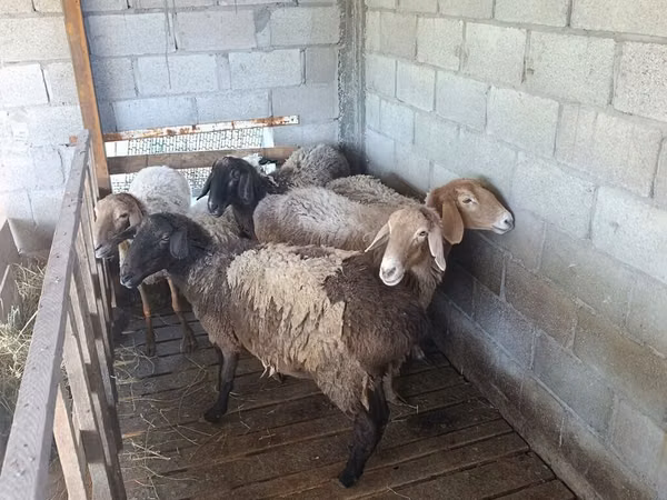 Sheep, Sheep — Kyrgyzstan