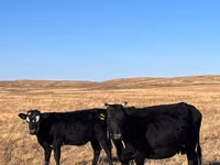 Cow, Aberdeen-Angus — photo 1