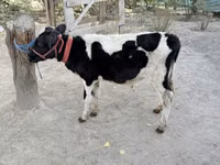 सांड, Russian Black pied cattle — फ़ोटो 2