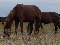 Yegua, Caballos — foto 3