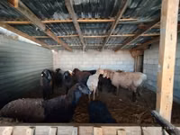 Ram, Rhon sheep — photo 3