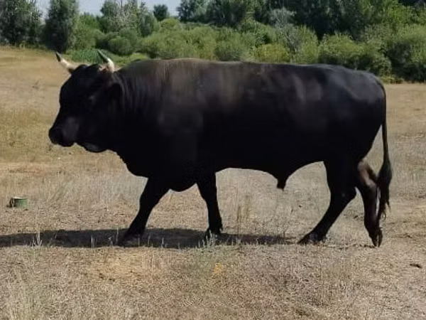 公牛, Aberdeen-Angus — 哈萨克斯坦