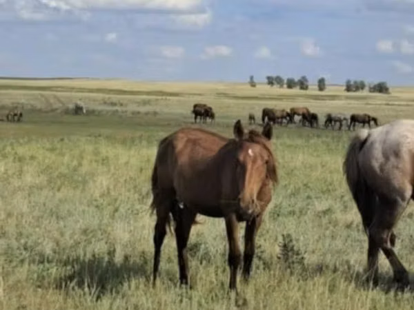 घोड़ा, Tersk horse — कज़ाखस्तान