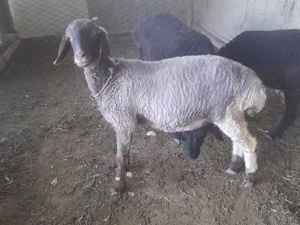Sheep (batch, sex not specified), Sheep — Uzbekistan