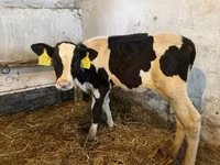 Bulle, Holstein-Rasse — Foto 1