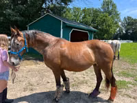 Mare, Appaloosa — photo 4