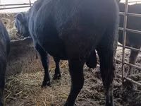 Bull, Aberdeen-Angus — photo 1