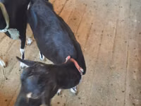 Буз, Saanen goat — акс 2